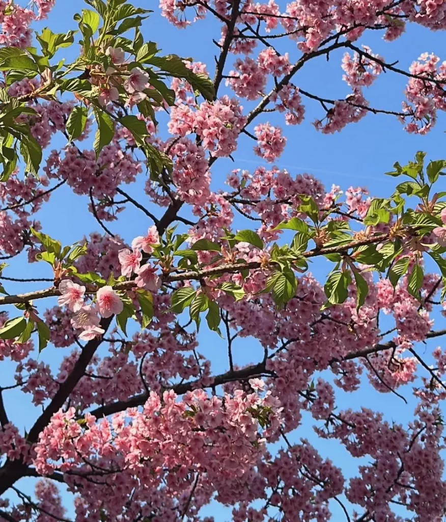 3月上旬に花見の旬を迎える河津桜